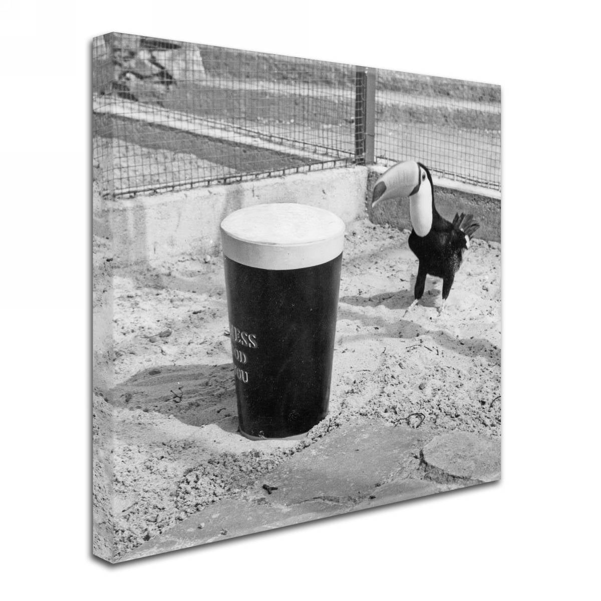 A vintage black and white photo of a toucan standing next to a Guinness Brewery 'Guinness XVII' Canvas Art.