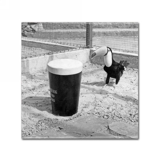 A vintage Guinness black and white photo of a guinea pig in the sand.