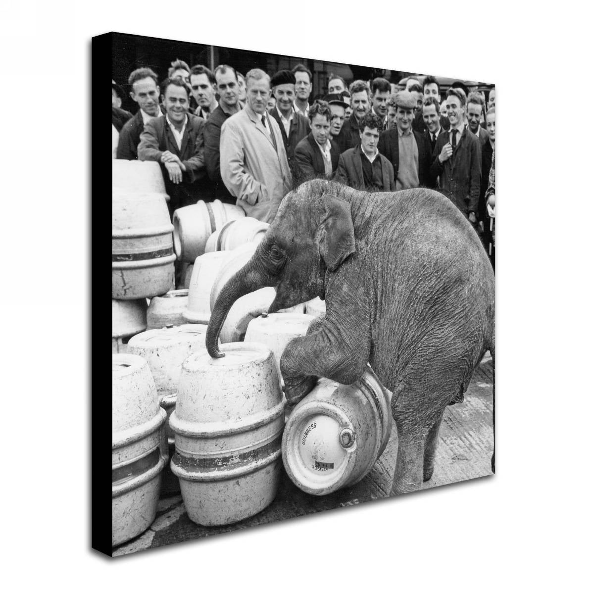 A black and white photo of an elephant in front of a group of people, suitable for Guinness Brewery 'Guinness XIX' Canvas Art.