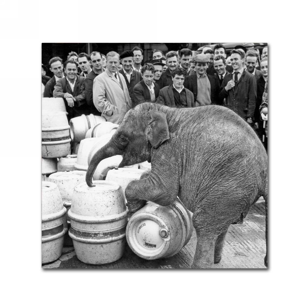 An elephant is standing next to a group of Guinness Brewery 'Guinness XIX' Canvas Art kegs, surrounded by iconic Guinness logos.